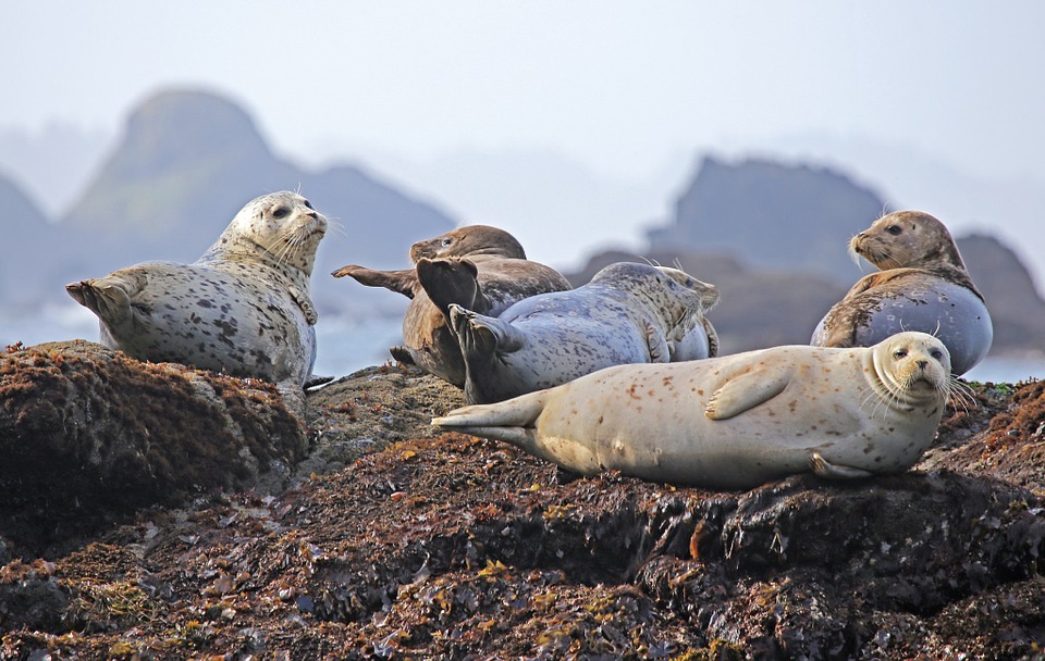 seals-902509_960_720