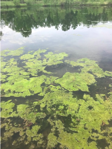 Algal Blooms and Protecting Waterways - Inland Ocean Coalition