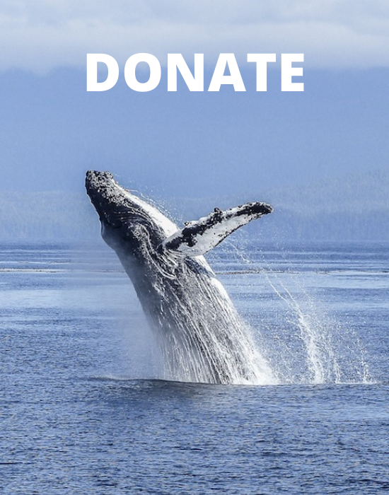 Whale breaching from the ocean